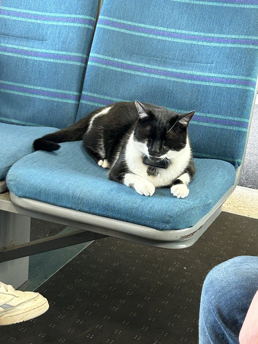 Yes. This cat is on a train. #Caturday