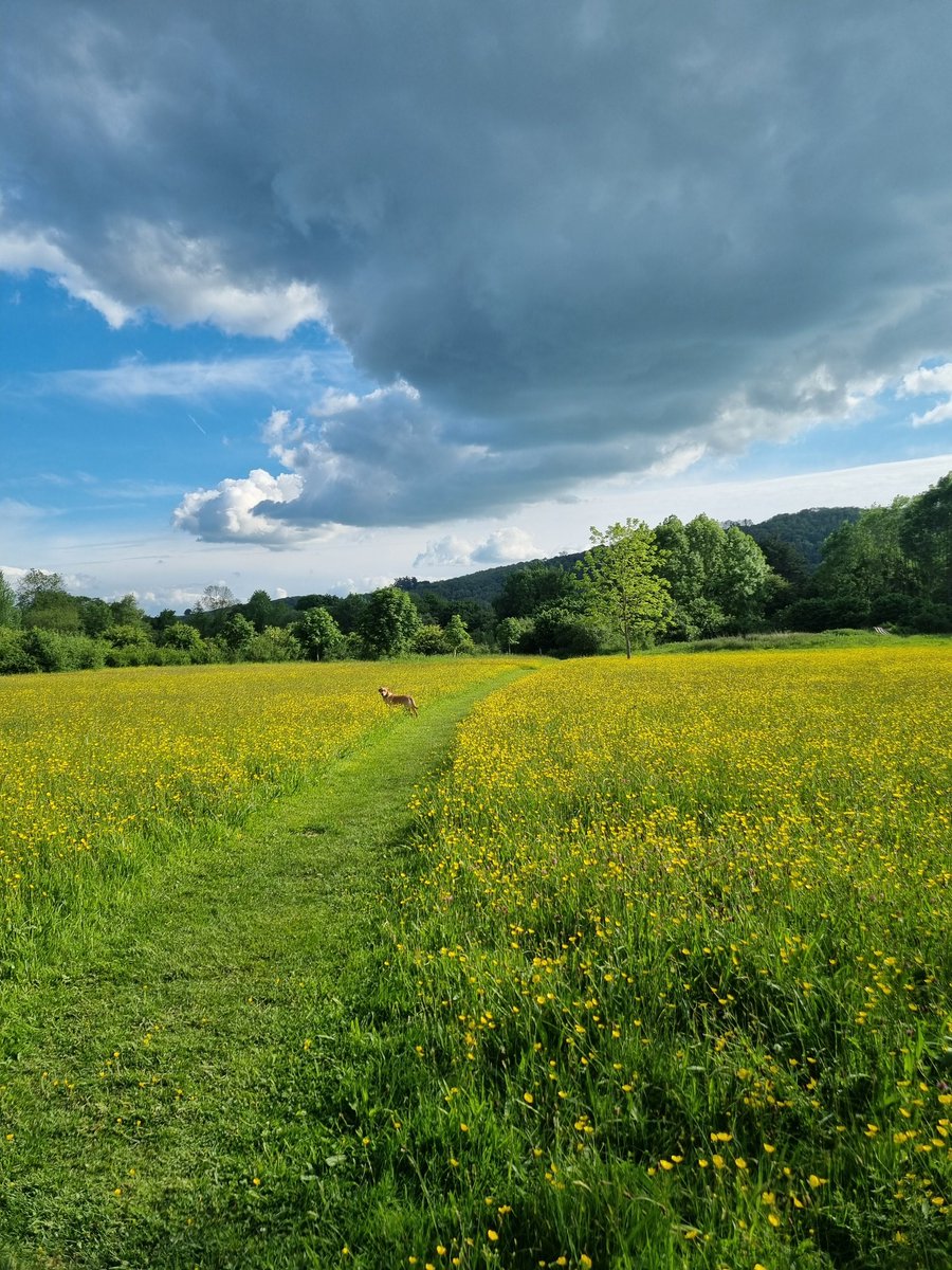 Down the Meadows this evening... #OnnyMeadows #Shropshire