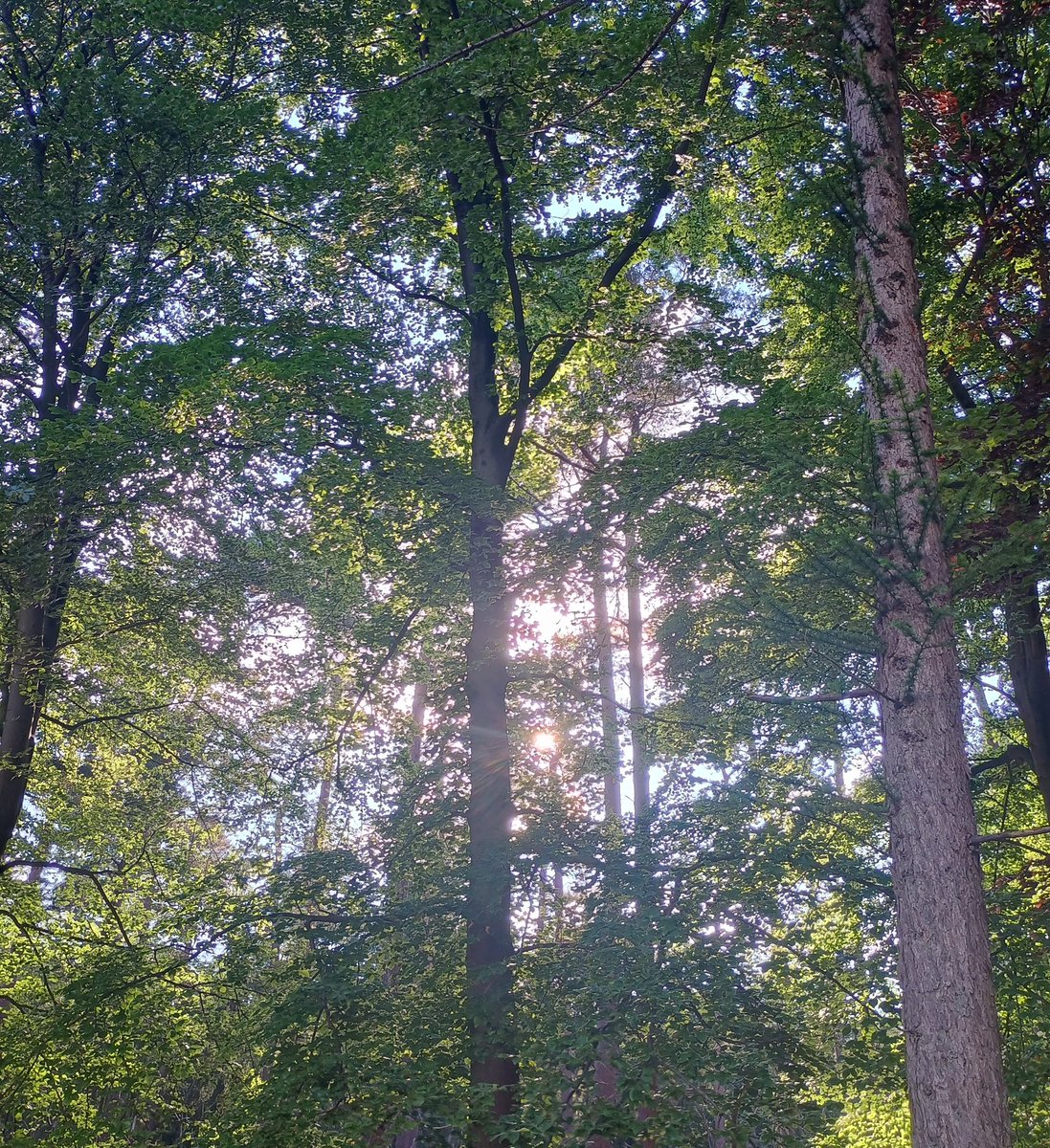 DonjaHoevers's tweet photo. Rondje bos gemaakt. Bijna 2 km, met een pauze waarin we een ruim kwartier hebben zitten genieten van de vogels en de serene rust (met een vleugje #soenda op de achtergrond). En we zagen een ree 🦌

#zaterdag #herniaherstel https://t.co/uKeyO0d52Q