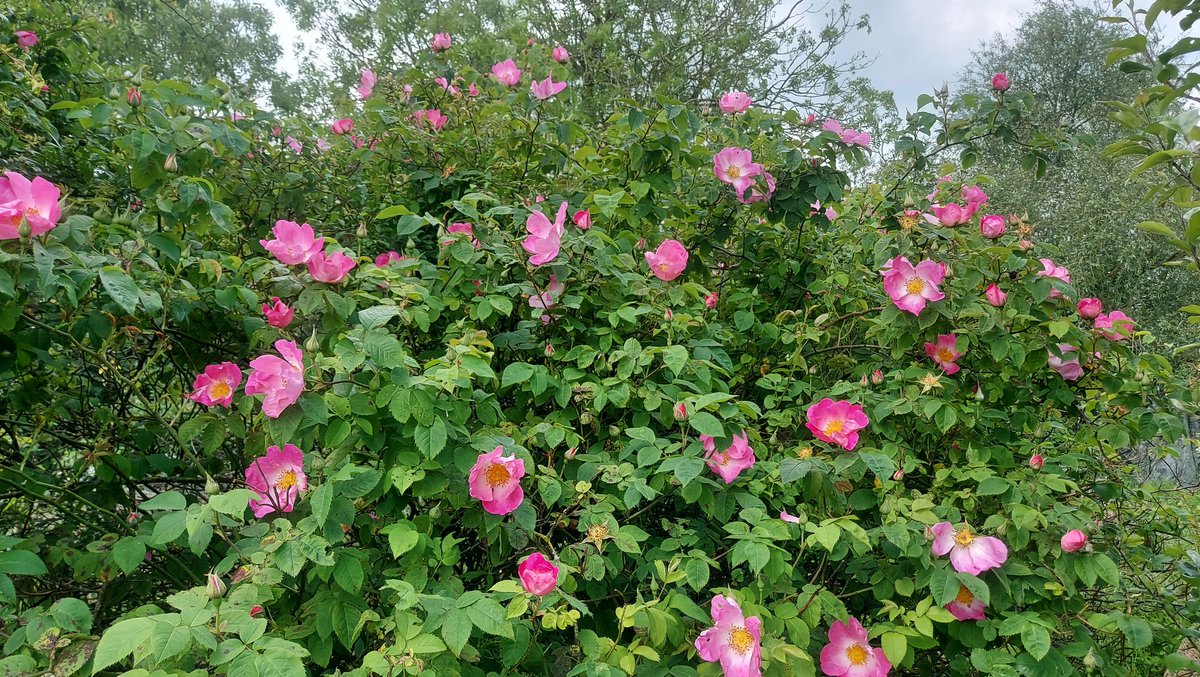 Rosa gallica hedge looking (& smelling) fabulous 🌹