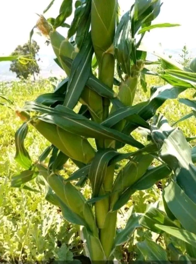 Maize production 

Inorder to maximize maize/corn production;

🌽Focus on proper crop rotation, 
🌽Soil fertility management, 
🌽Timely planting,
🌽Regular pest control.

#farming #agriculture #agriculturelife #agribusiness #food #foodblogger
📸 Courtesy