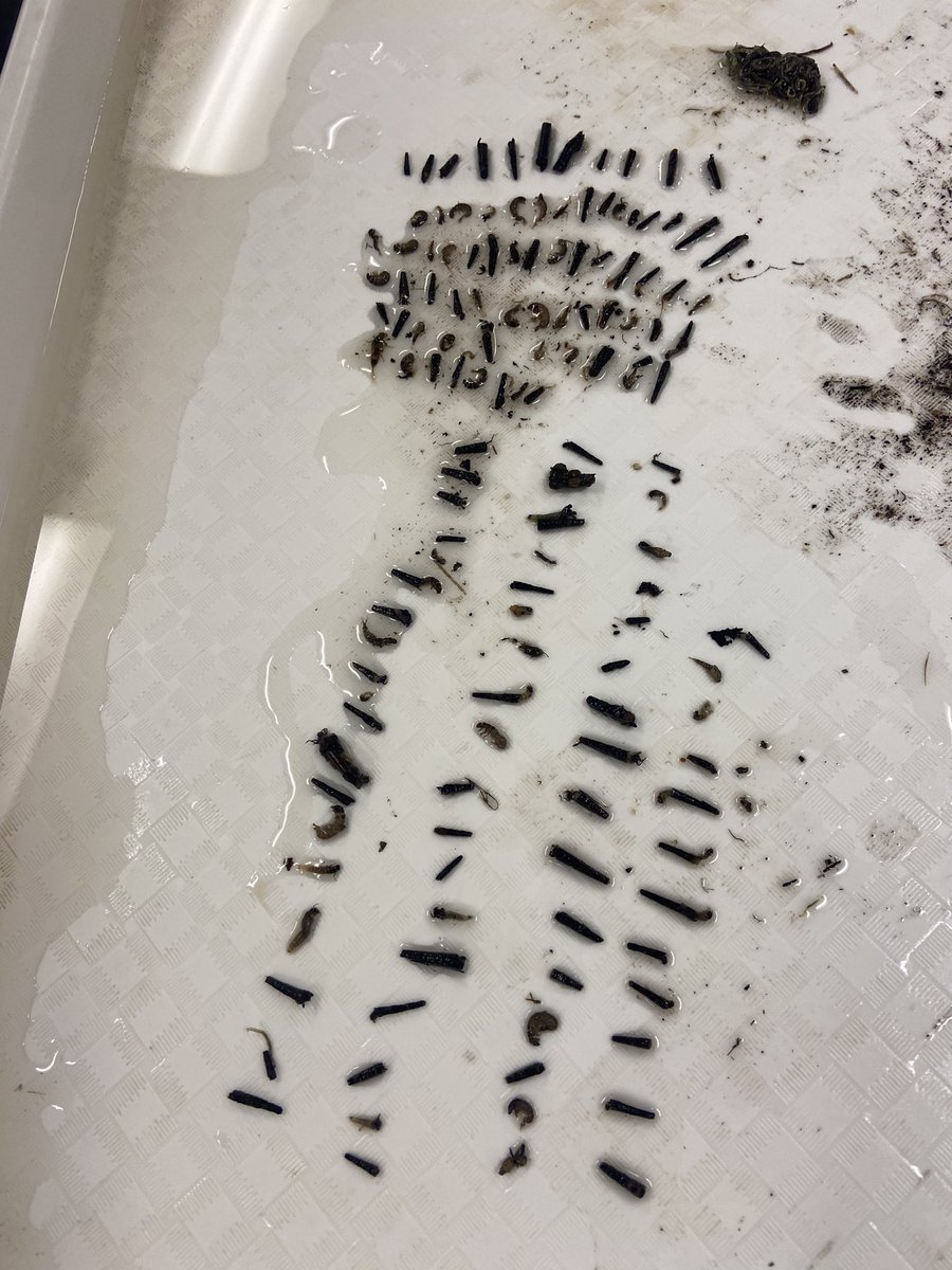 Keith Piccard tweet media