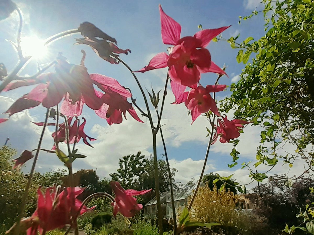 More evening aquilegia