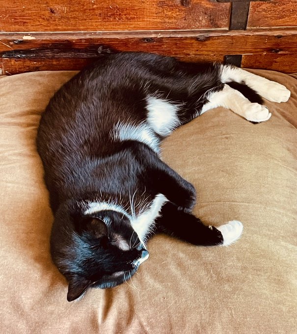 Well...Benny committed murder this morning. 🤦🏻&zwj;♀️. He killed an adolescent sparrow, and is showing zero<a href="/tag/caturday"class="tags"><span>#caturday</span></a>