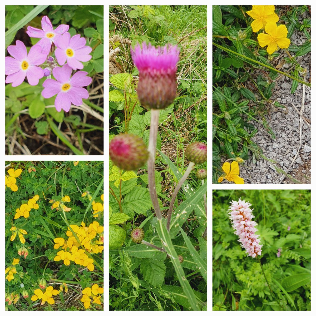 Today we walked from Newbiggin on Lune along to Smardale. Not busy for bank holiday weekend. Fantastic #views #wildflowers and a Willow Warbler singing in every bush.#Cumbria @keswickbootco @ShowcaseCumbria @cumbriawildlife