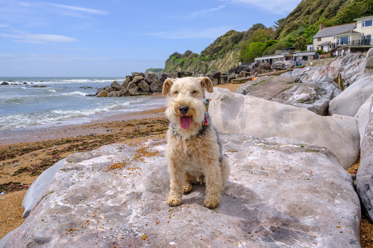 Continuing my virtual tour of my holibob adventures on the Isle of Wight, more of the most beautiful cove on the Island - Steephill Cove. @isleofwightuk @Isleofwight More tour photos tomorrow pals!