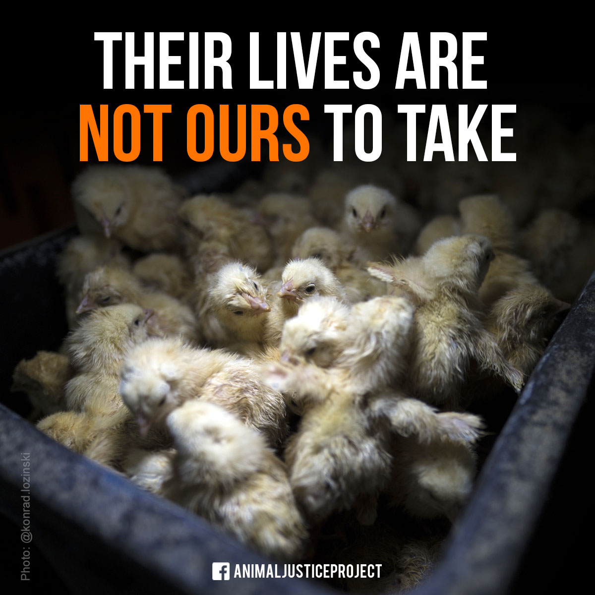 Their tiny hearts beat with a purpose, we have no right to kill them. Join the fight for their rights: thefoultruth.org #AnimalJusticeProject #TheFoulTruth #AnimalRights #Chick #Chickens #Chicks #Eggs