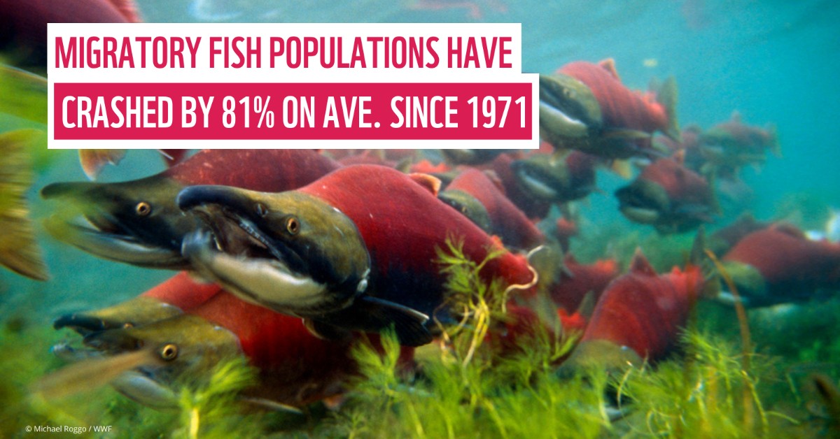 🚨 Migratory fish are in trouble. A new report from @WWF and partners show populations have declined 81% on average since 1970 — largely due to the impact of dams that fragment free-flowing rivers and block their migrations: wwfint.awsassets.panda.org/downloads/migr… #WorldFishMigrationDay