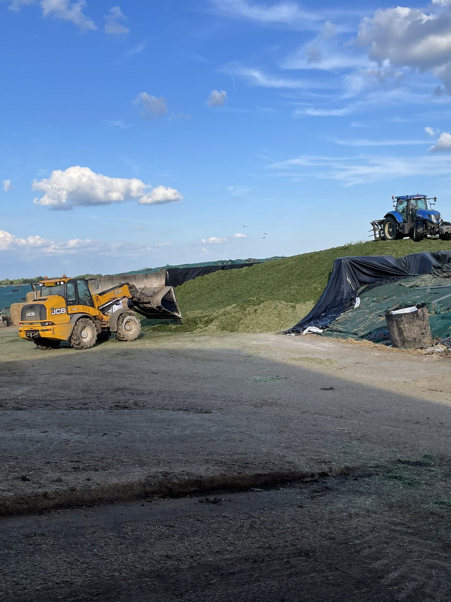 Second cut is done 🙌 Always a relief to see it in the clamp 🚜👍😁🐮#silaging2024