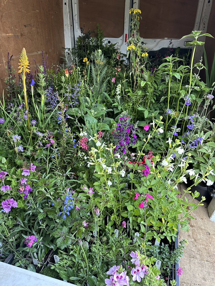 All loaded for the morning! Find us at the Rutland Hardy Plant Society Plant Fair: Uppingham Community College, Uppingham, LE15 9TJ 10.30am-2pm Lots of colour this week, plenty of irises on the nursery for sale still too! #plantfair #uppingham #sunday #peatfree @HardyPlantSoc