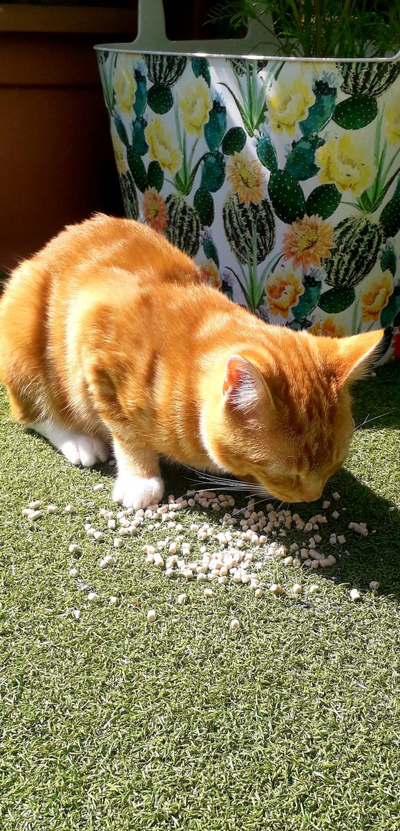 Llewellyn tucks into the bird food in the belief that it will enable him to fly. #Caturday