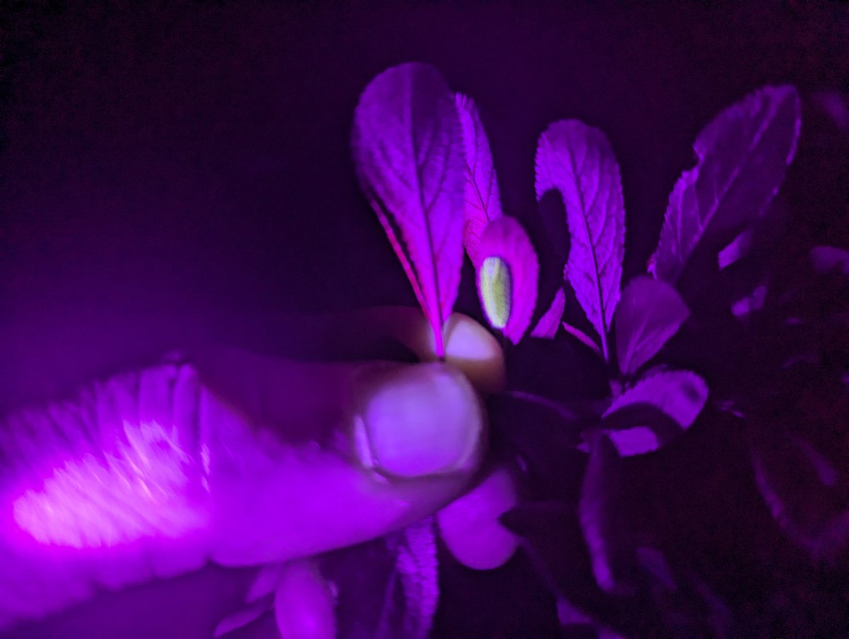 Mystery lights in the Haven? UFO? New, techno club night? Nope. Night time quest by John, Tony and Gary for Brown Hairstreaks -success! Thanks @ButterflyDan for remote ID assistance and to @maxando for the idea.