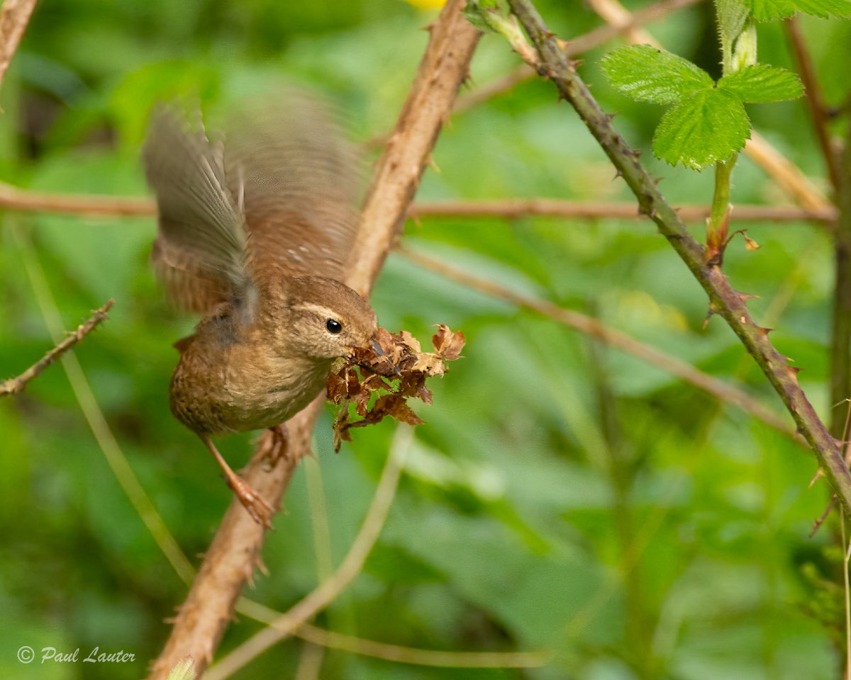 PaulLauterPhoto's tweet photo. For this weekend's photo I thought I would share a spring activity.  A wren gathering nesting material.

#wren #nestingbirds #spring #birdphotography #birdsofbritain #rspb #nikonwildlife #ukwildlife #wildlifephotography #NaturesWindow #naturephotography #NatureWatch https://t.co/0IvjEWbSEF