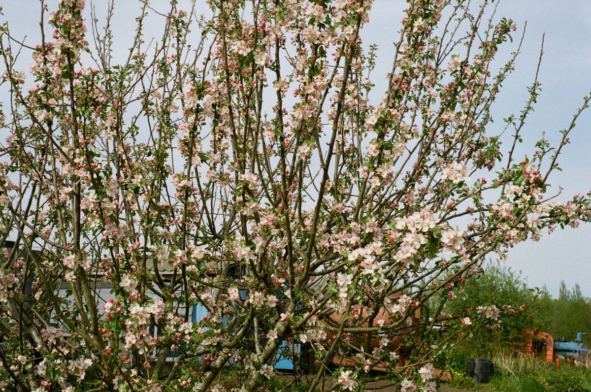 Apple Blossom
Kodak ColorPlus 200
Kodak Retina 1a
#believeinfilm #filmisnotdead #shootfilmbenice #filmphotography #photography #kodakcolorplus200