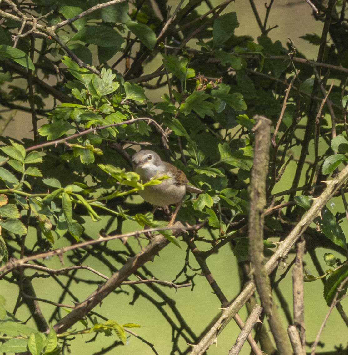 Spolvilla's tweet photo. Spent a few hours this morning getting burnt at #CoombeHillCanal in Glos. Great birding with Whitethroat, Sedge and Reed Warbler, Avocet, Yellow Wag, Buzzard among the highlights! With @OriginalQwerty. https://t.co/BcCV4GM6Yv