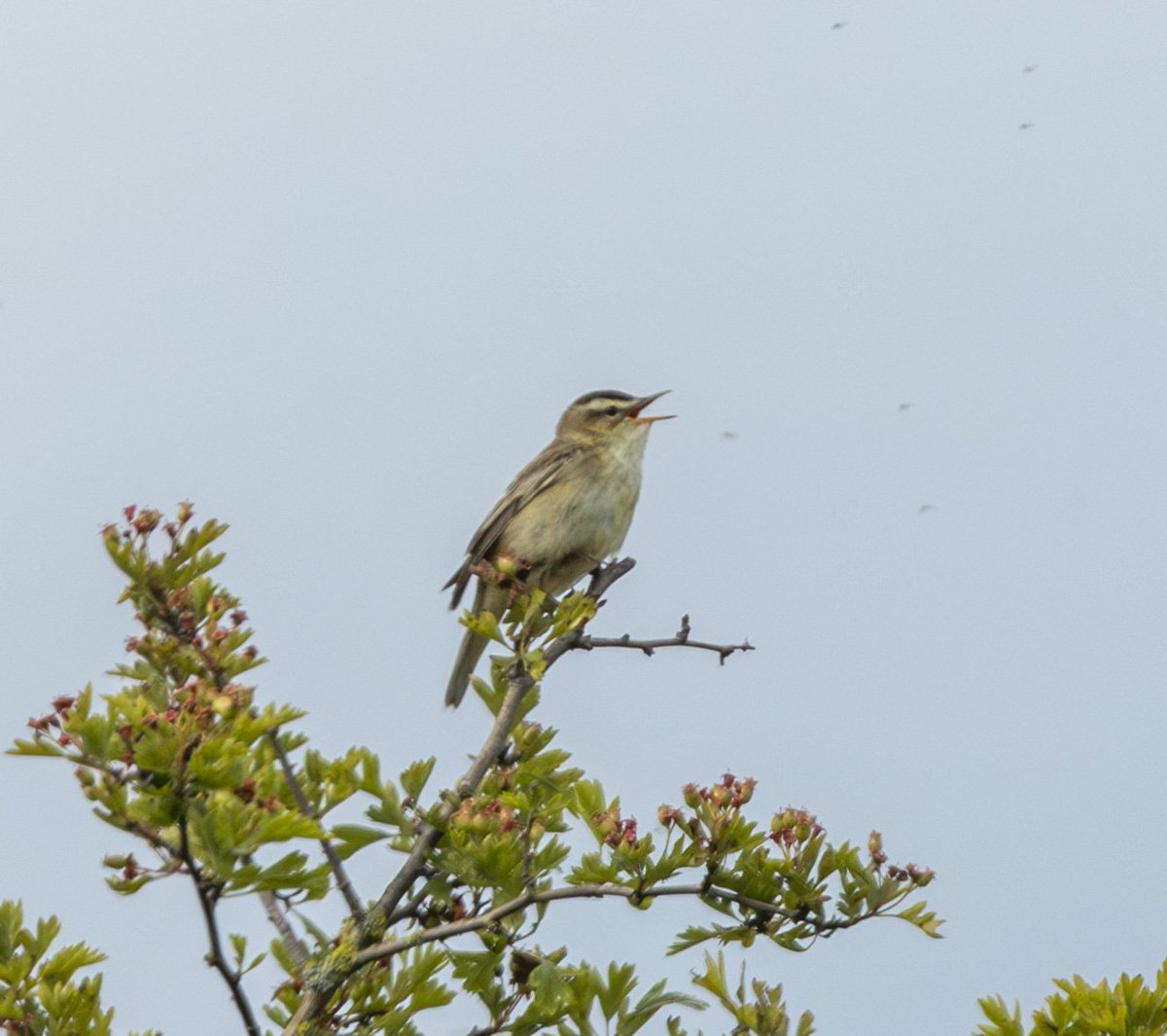 Spolvilla's tweet photo. Spent a few hours this morning getting burnt at #CoombeHillCanal in Glos. Great birding with Whitethroat, Sedge and Reed Warbler, Avocet, Yellow Wag, Buzzard among the highlights! With @OriginalQwerty. https://t.co/BcCV4GM6Yv