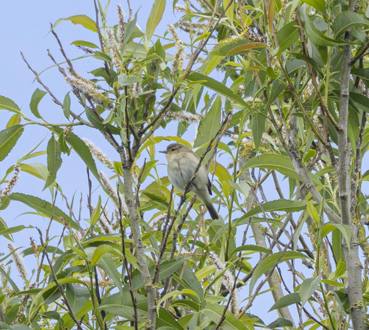 Spolvilla's tweet photo. Spent a few hours this morning getting burnt at #CoombeHillCanal in Glos. Great birding with Whitethroat, Sedge and Reed Warbler, Avocet, Yellow Wag, Buzzard among the highlights! With @OriginalQwerty. https://t.co/BcCV4GM6Yv