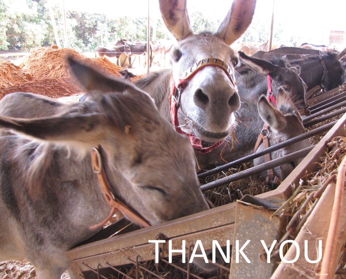 😍 This Saturday, we have just two little words for you all, our wonderful supporters because you make a big positive difference to so many donkeys' lives .........🙏