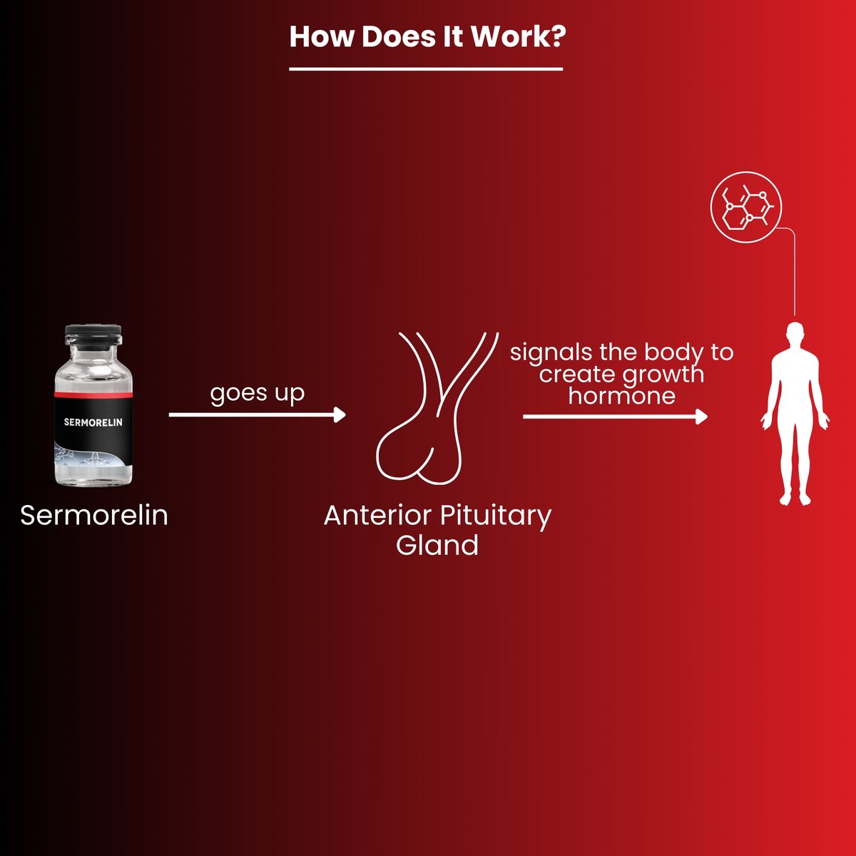 How does sermorelin work?

#peptide #sermorelin