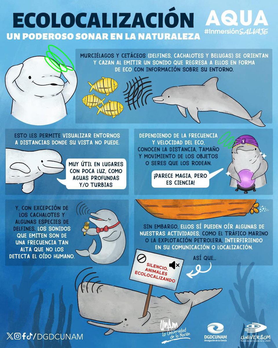 La ecolocalización es un poderoso sonar en la naturaleza con el que algunos animales se orientan y cazan. ¡Pero debemos tener cuidado de que nuestras actividades no les afecten!

Conoce más del océano en AQUA, una aventura de #InmersiónSalvaje. 

bit.ly/3TkzweP