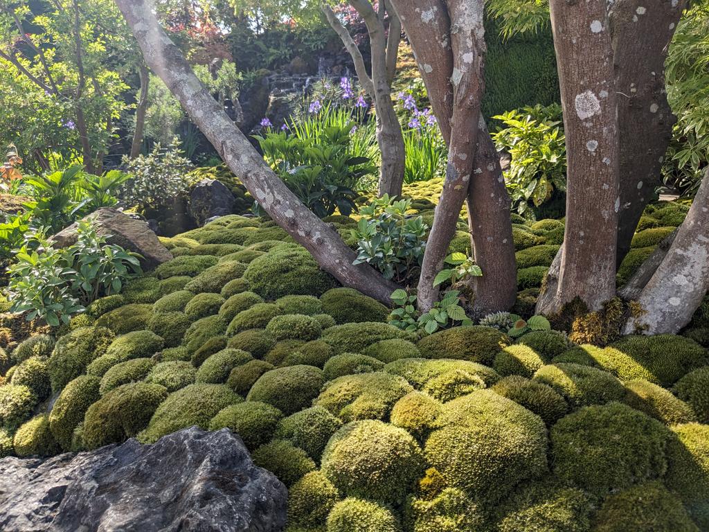 At the Chelsea Flower Show today, visiting what I call 'The Leucobryum Garden'. Looks lovely, but I didn't have the opportunity to enquire about the species or the sustainability 🤔