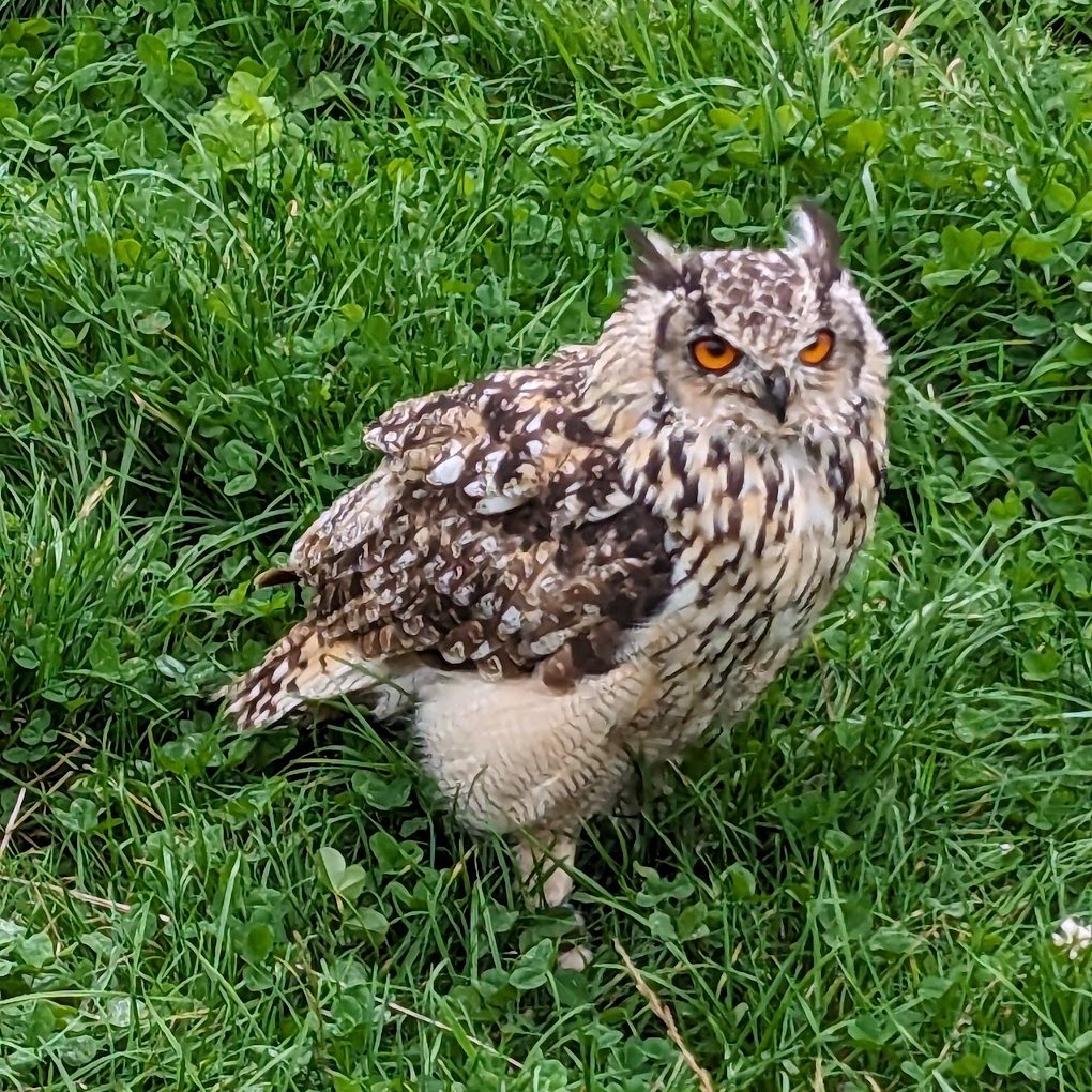 @DailyPicTheme2 Sage, the Indian Eagle-Owl at Elite Falconry, Scotland. August 2023