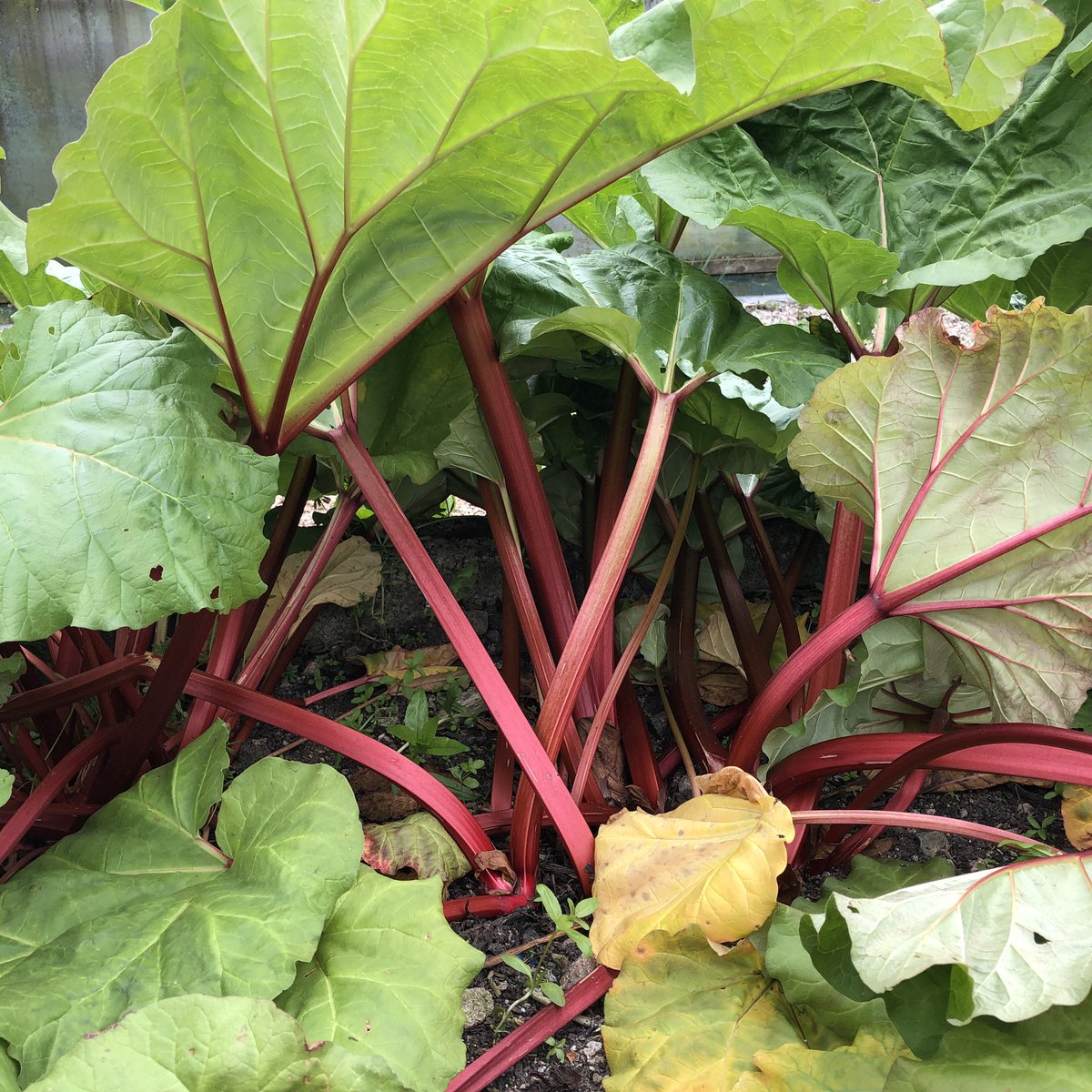 Rhubarb season! From The Grove plot - coming to Aberdeen Parks for summer stalls soon!! We need volunteers plus folk to coordinate stalls (seasonal paid position, non-gardeners welcome). DM for more details and please share. We can’t run without your help! Aberdeen