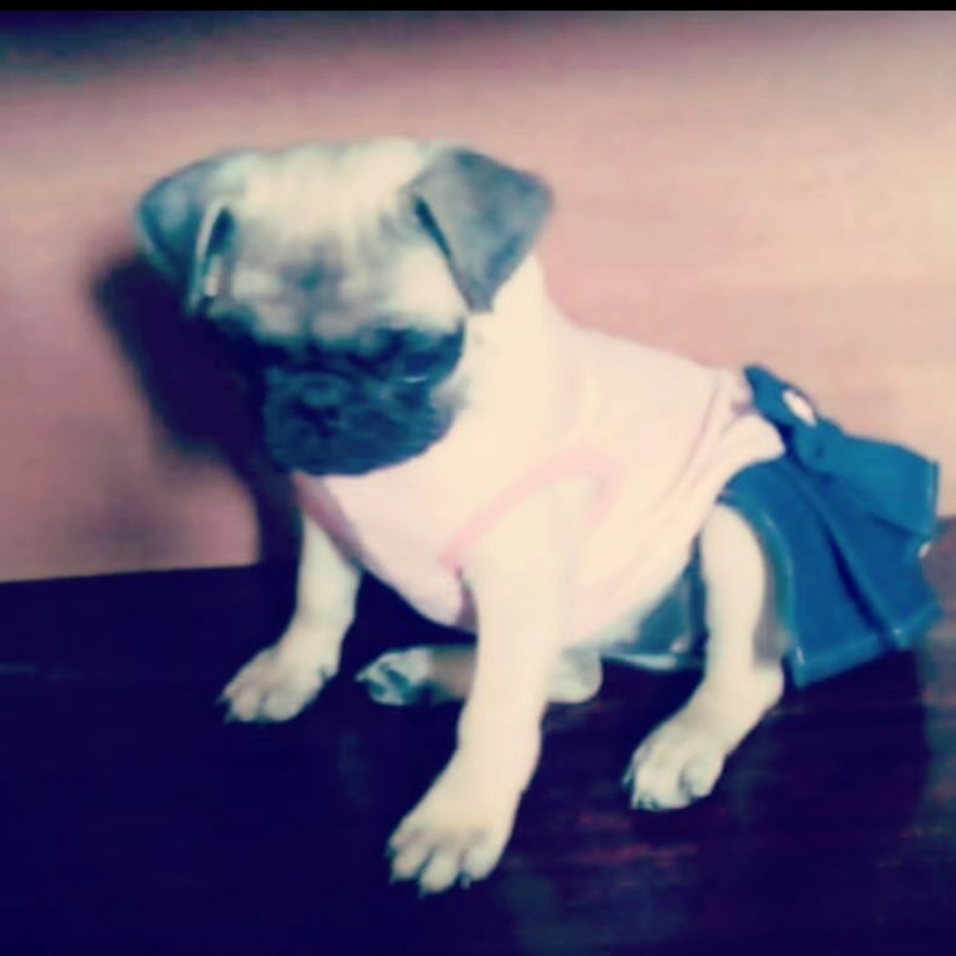 Palichiluna's tweet photo. @estefierritox #Mafalda 2009/2024 💜🔥🐾 https://t.co/ZOXwbIYU4W
