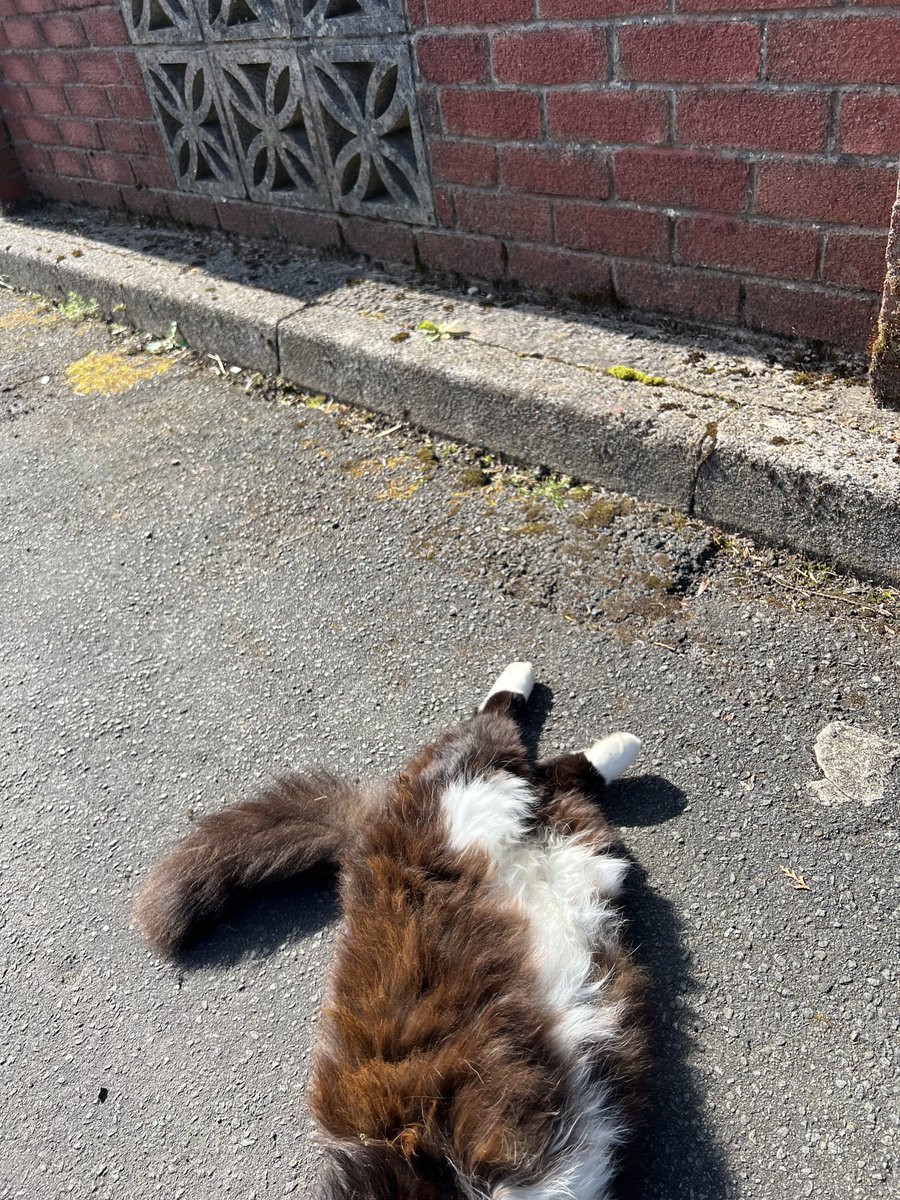 Sarah Evans tweet media