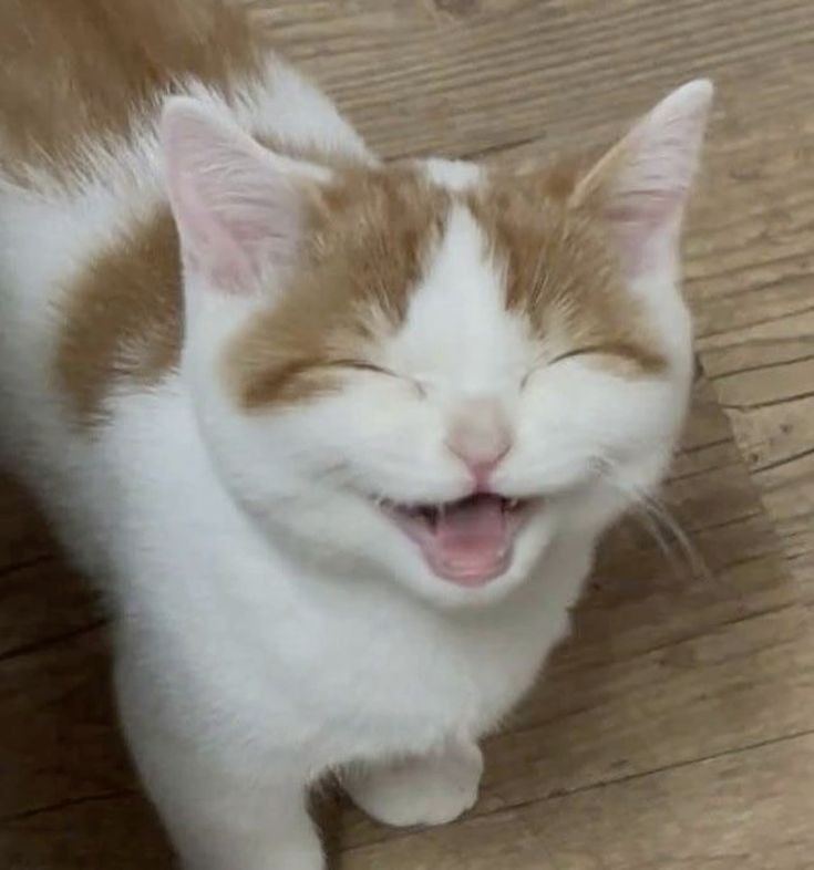 joascats's tweet photo. happy jure day!! 😺💛🎉 https://t.co/5ZPssZYaOQ