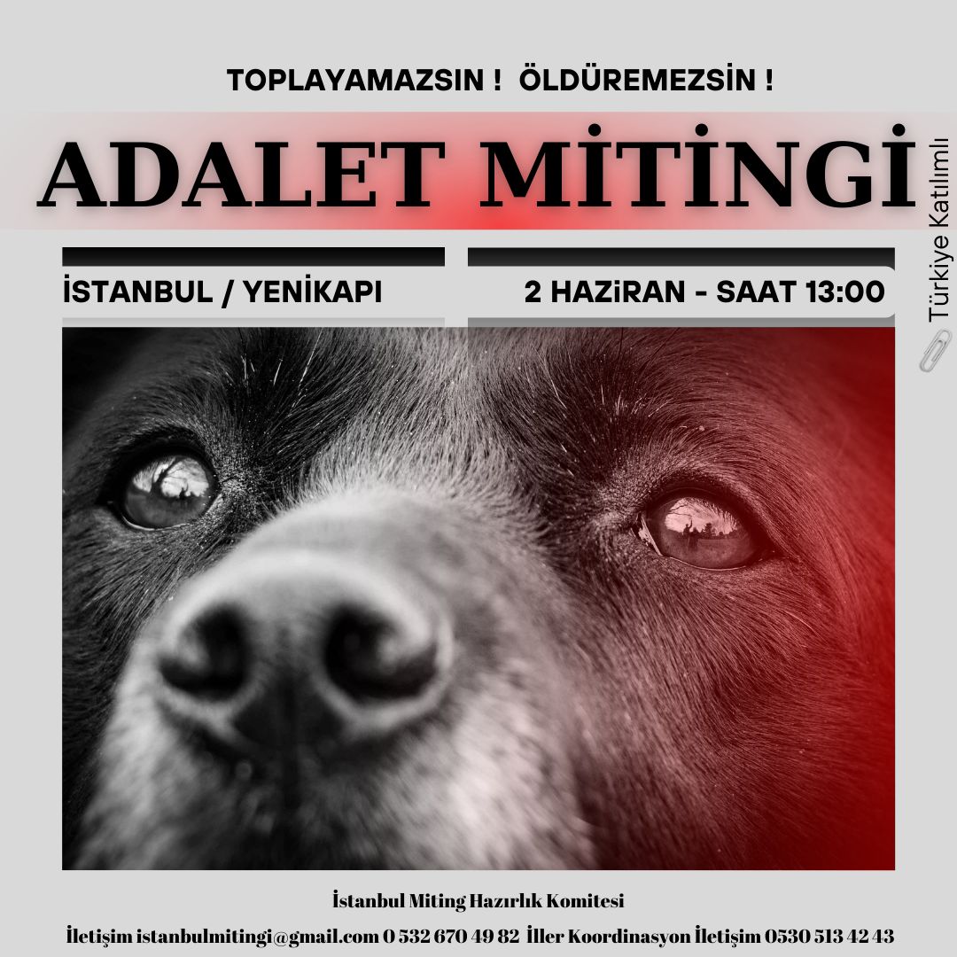 Köpeklerin öldürülmesi hiçbir durumda desteklenemez. Onların hayatının daha az değerli olduğu yanılsamasından vazgeçin. Katliam hangi canlıya karşı yapılırsa yapılsın, aynı derecede travmatiktir. #HayvanKatliamıİstemiyoruz #kısırlaştıraşılatyerindeyaşat