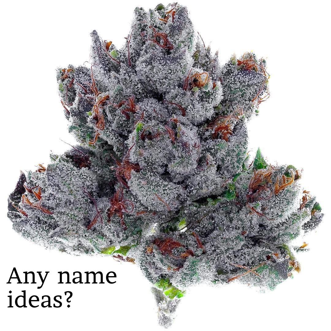 Cannabis Hub tweet media