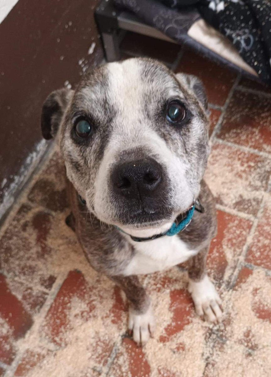 Senior Staffy Club Dog Rescue tweet media