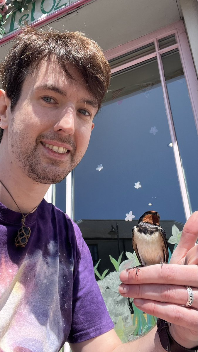 MrKMonaghan's tweet photo. Rescued a little swallow from a shop today, he hung about for a while before flying off… https://t.co/9fWkSq5Yft