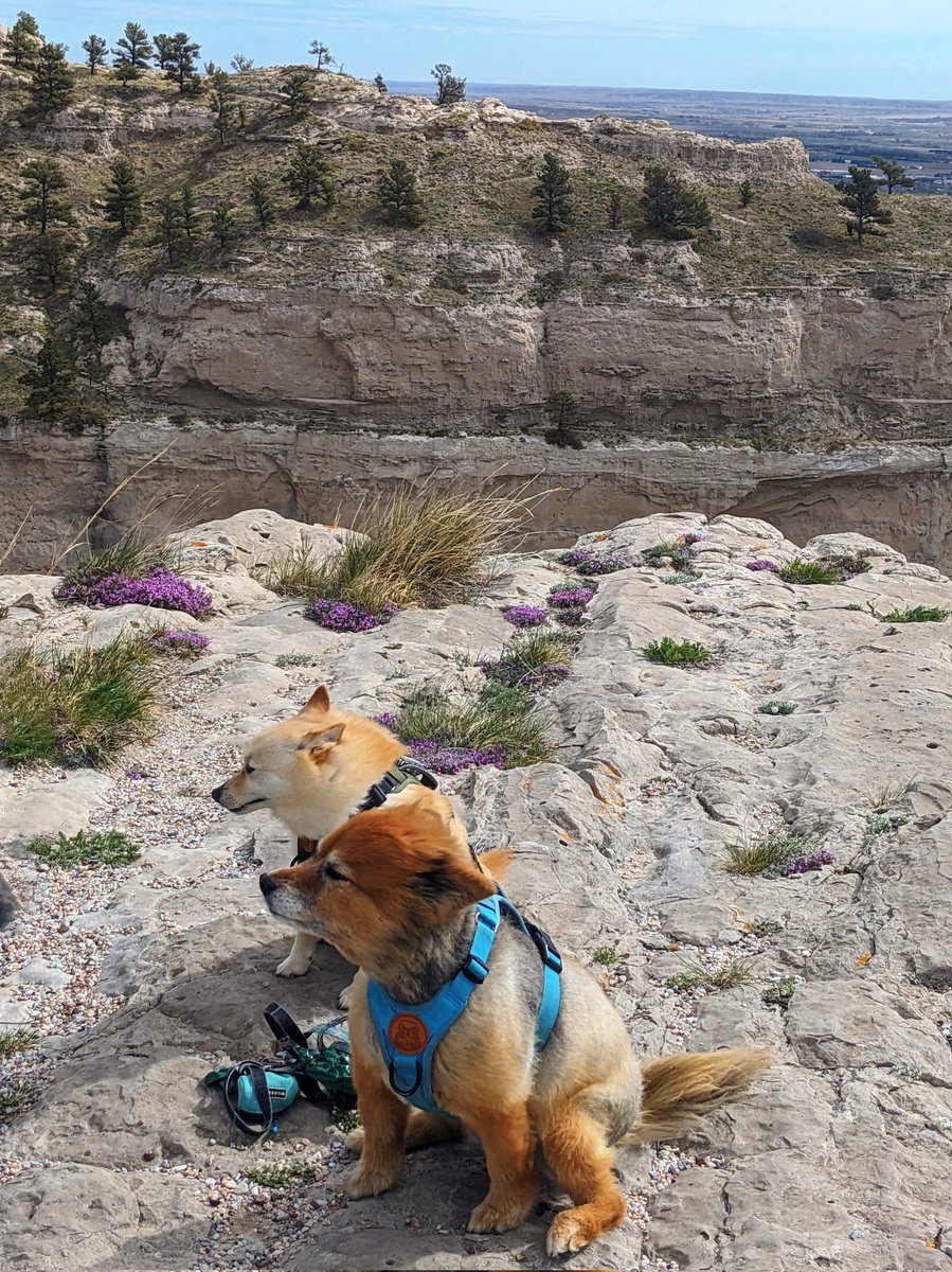 them2dogs's tweet photo. It was an incredibly windy venture up #scottsbluffnationalmonument but did get some good views!! #dogswhohike #dogsiblings #traveldogs #dogsofinstagram #dogsofx https://t.co/rwuncPHv6v