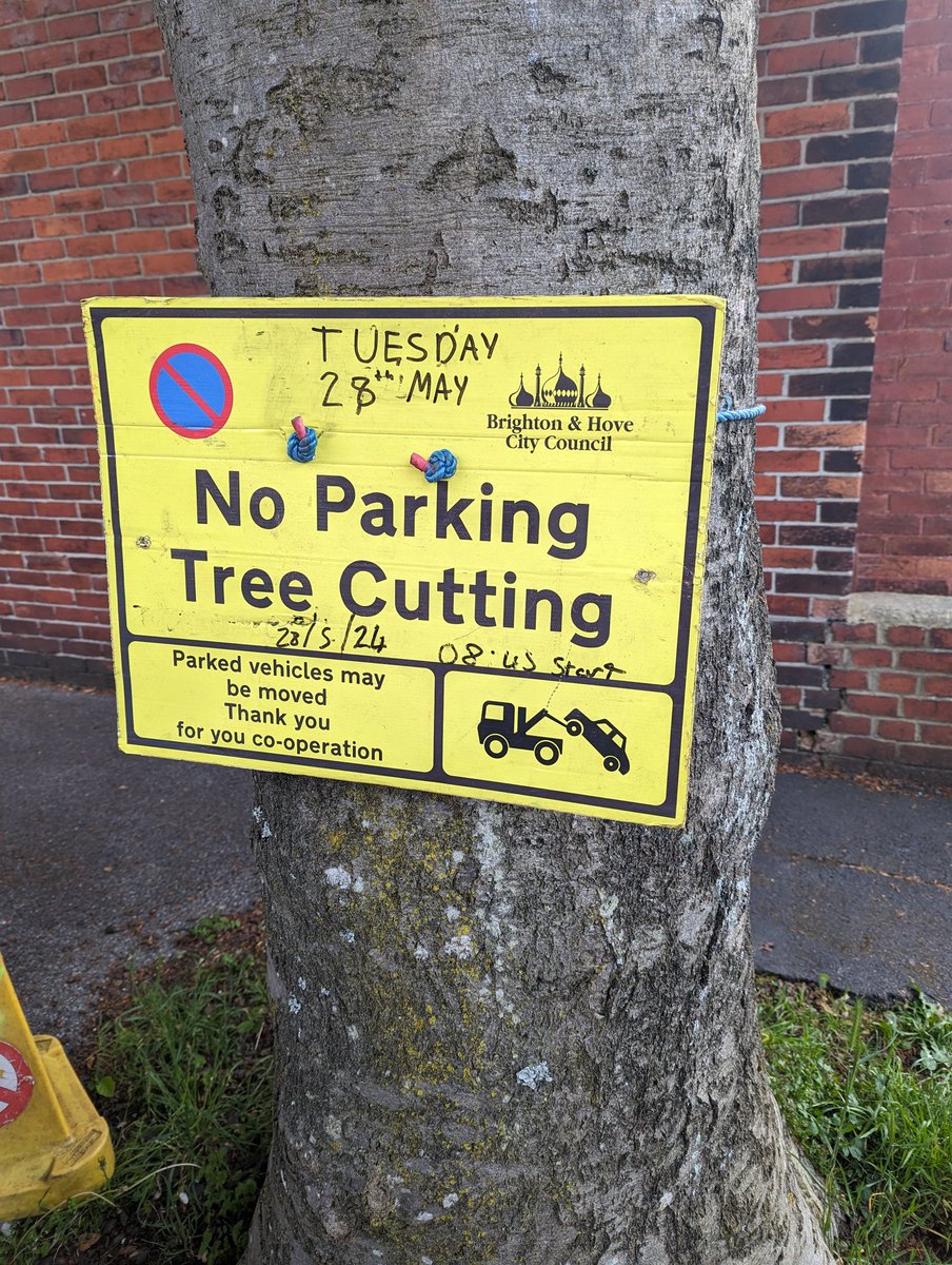 Surely not tree cutting in the middle of the breeding season 😲 @btnhovewildlife @MayorOfficeBHCC @SussexWildlife @SussexOrnitholo @SxBRC