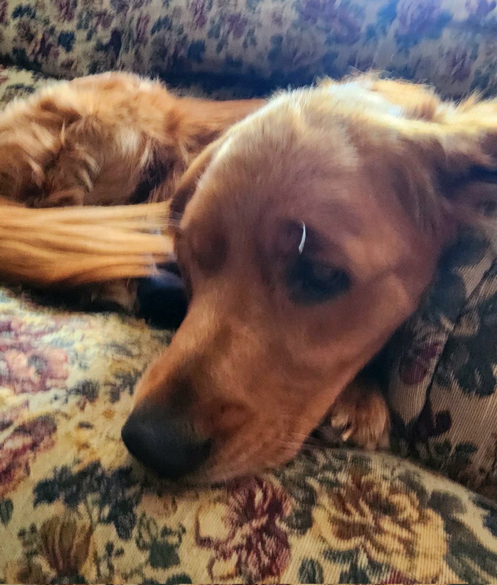 Absolutely depressing Saturday. I got this singular runaway gray eyebrow hair. Do you think @JustForMen would take care of this? #dogsoftwitter #goldenretriever