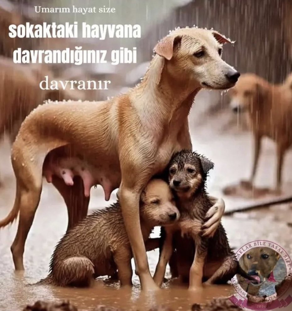 periss01's tweet photo. #SOKAKHAYVANLARISAHİPSİZDEĞİL #YasalHayvanKatliamınaHayır https://t.co/usEPw62tuQ