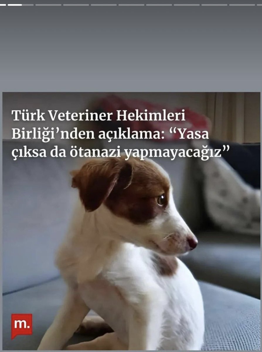 periss01's tweet photo. #SOKAKHAYVANLARISAHİPSİZDEĞİL #YasalHayvanKatliamınaHayır https://t.co/usEPw62tuQ