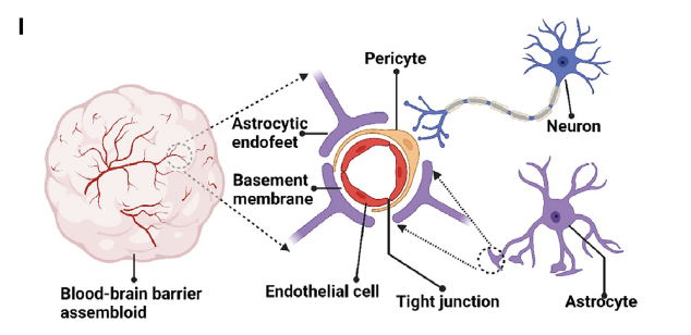 Scientists created a lab model of the human #bloodbrainbarrier (#BBB), a potential tool to develop treatments for neurological disorders. parkinsonsnewstoday.com/news/scientist…

Modeling blood-brain barrier formation and cerebral cavernous malformations in #humanPSC-derived #organoids