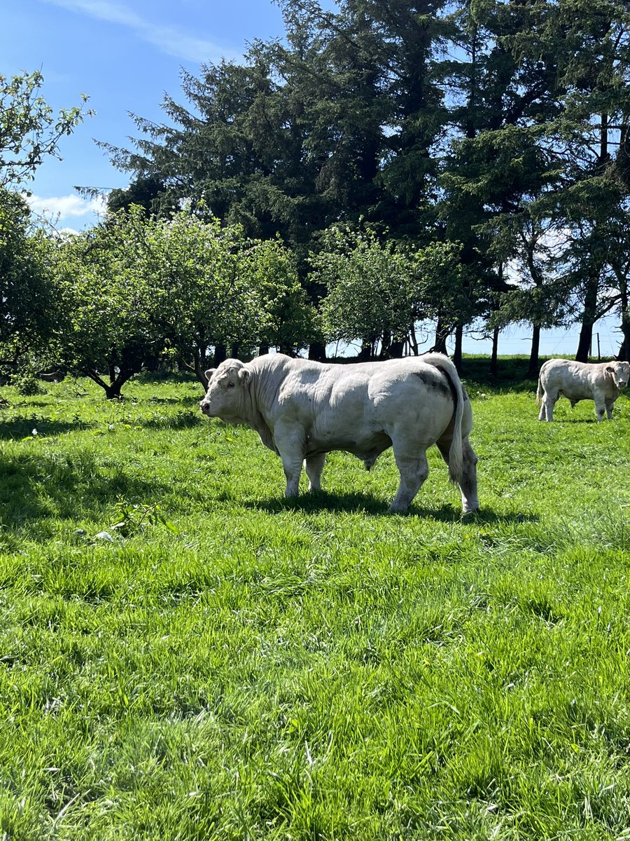 Delighted to have sold my last bull for the spring at today’s <a href="/irishcharolais/">Charolais</a> sale.
Thanks to all who showed interest, more to come, great to see my bulls travel to suckler farmers in Offaly-Kerry-Clare&amp;Mayo.
Great standard of bulls today, not an easy job for the judge <a href="/SBullbank/">BullBank Seamus Nagle</a>