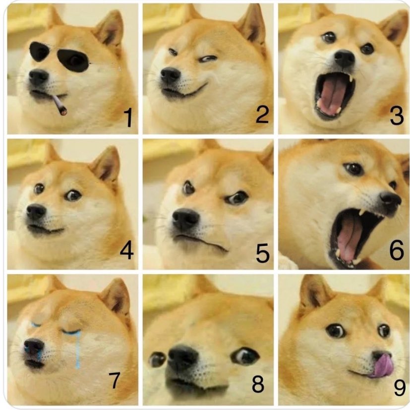 Which doge are you today?