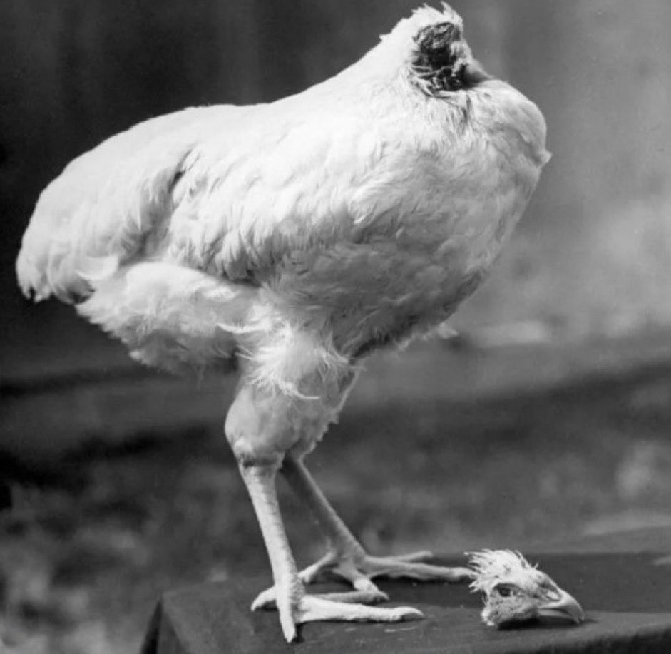 MorbidKnowledge's tweet image. Mike the Headless Chicken, aka "Miracle Mike" was an American chicken that lived for 18 months after a failed slaughter attempt in 1945. 

When Mike did not die after being struck with an axe, farmer Lloyd Olsen instead decided to care for the bird. He fed it a mixture of milk…