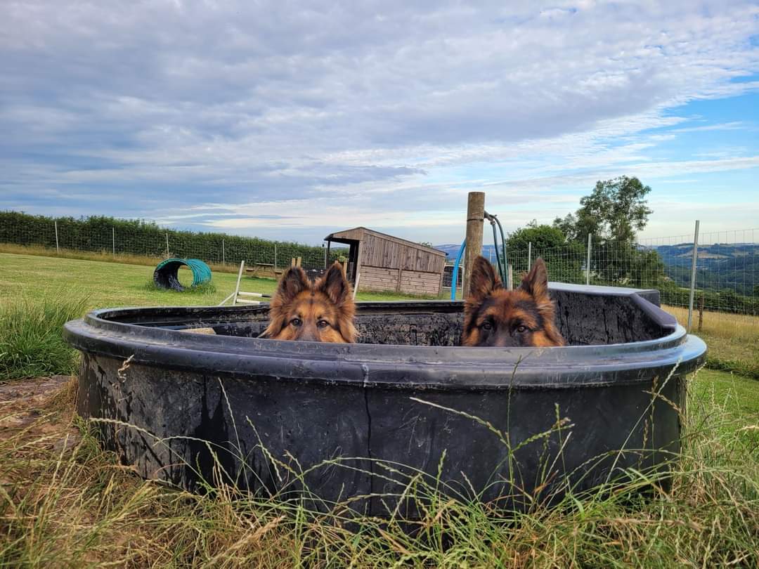 gsrescueelite's tweet photo. Sam and Rachel are taking on the 3 Peaks Challenge on 7th &amp; 8th June for GSRE ⛰️
The only peaks I do are meringue so bravo to them 😋😂
If you can't donate a RT is free 
#dogs #GermanShepherd #Saturday #ThreePeaks 

https://t.co/hXcIfrpPG8 https://t.co/MA6fnKR701