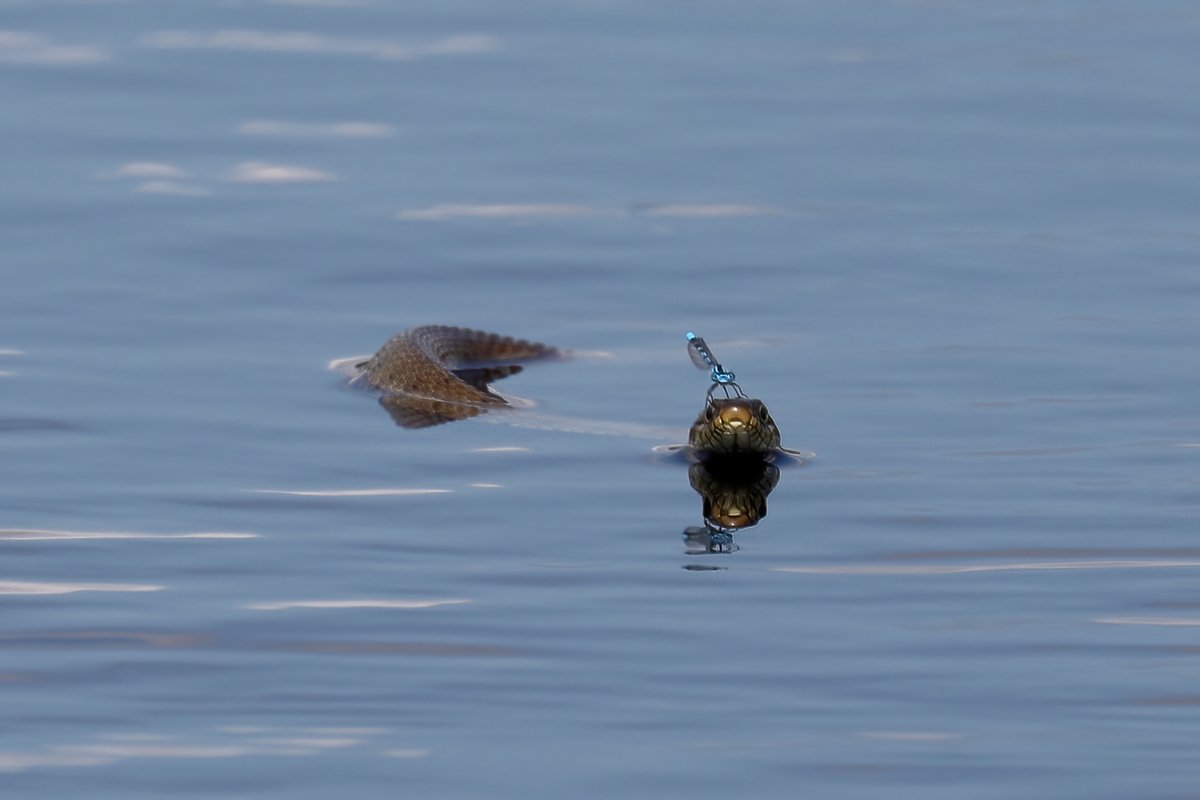 Shaun Ferguson 🇿🇦🇬🇧🏴󠁧󠁢󠁳󠁣󠁴󠁿 tweet media