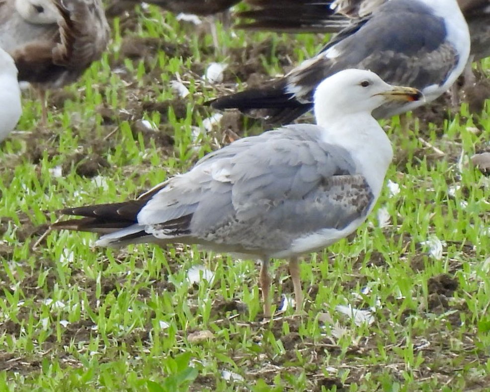 Finished at Smithy Fen with what I hope is a Caspian Gull. Also a Little Ringed Plover & more Cuckoos