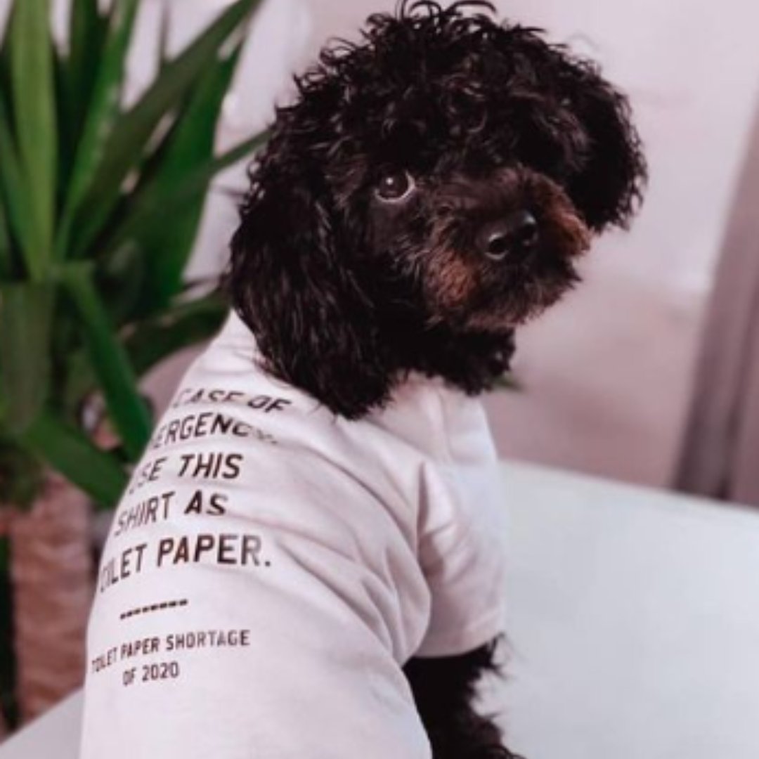 lovelightpaws's tweet image. Who remembers the "toilet paper shortage" in 2020? 🚽🤣

#funnydogshirt #poodlesofinstagram