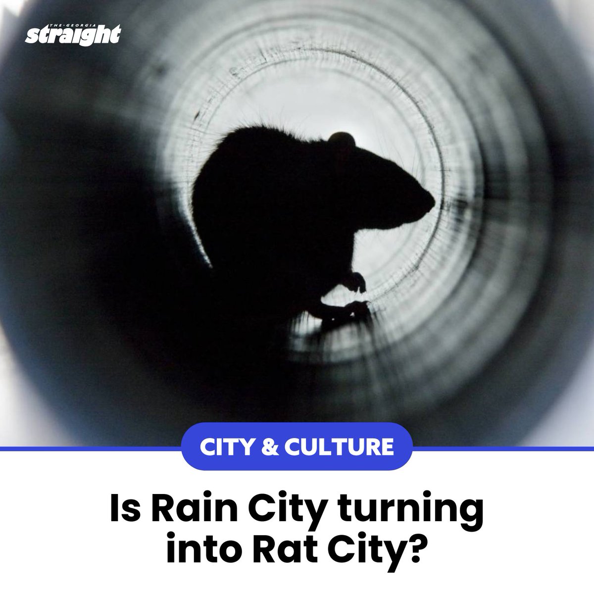 Where do you think the rattiest place in Vancouver is? 👇 Read more: straight.com/city-culture/i…