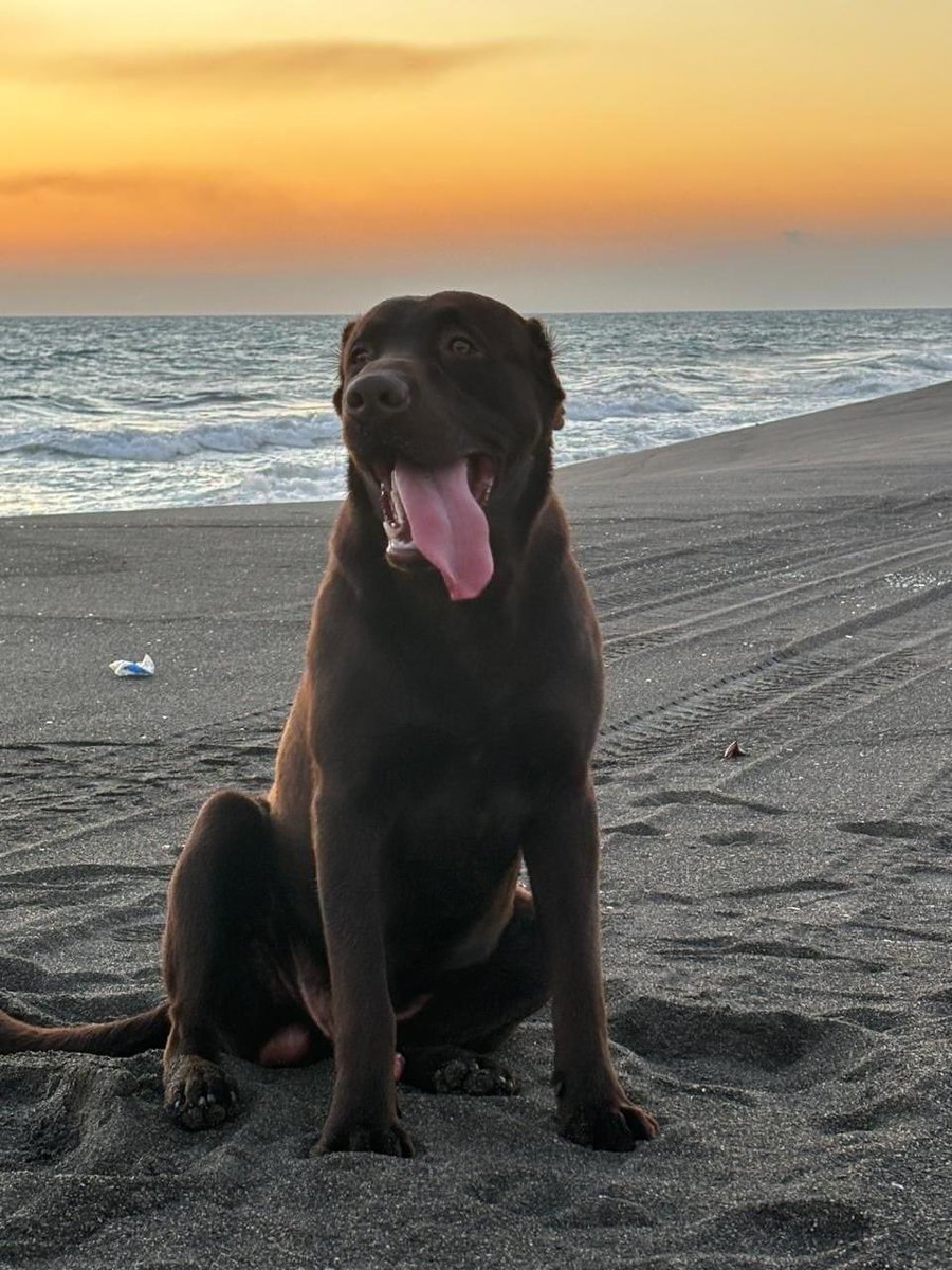 MarianCruzDL's tweet photo. #Xela 𝑨𝒀𝑼𝑫𝑨 𝑨 𝑳𝑬𝑶 𝑨 𝑹𝑬𝑮𝑹𝑬𝑺𝑨𝑹 𝑨 𝑪𝑨𝑺𝑨 | Labrador chocolate se perdió por la 27 ave. z.1 de Xela, entre la terminal y Cunoc. Se pueden comunicar al número 30634793. 🦮𝑺𝒆 𝒅𝒂𝒓á 𝒈𝒓𝒂𝒕𝒊𝒇𝒊𝒄𝒂𝒄𝒊ó𝒏.
@prosperoventura @MiVozPorlaTuya @KarlaCalvillo https://t.co/ejUwNkoFrJ