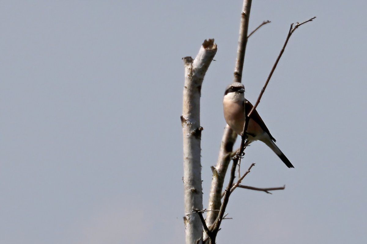 Shaun Ferguson 🇿🇦🇬🇧🏴󠁧󠁢󠁳󠁣󠁴󠁿 tweet media